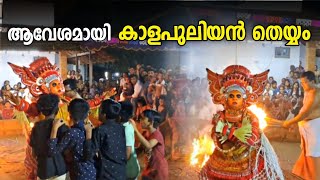 കാളപുലിയൻ തെയ്യം | Kalapuliyan theyyam | Veliyambra | വെളിയമ്പ്ര ഭഗവതി ക്ഷേത്രം