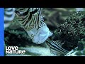 Lionfish: The Underwater Assassin That 'Vacuums Up' Fish