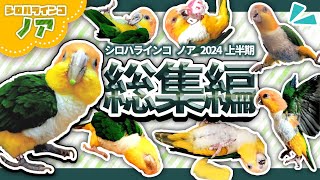 シロハラインコが分かる!「2024上半期ノア総集編」転がる!喋る! シャケ化！などなどWhite-Bellied Caique