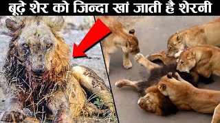 बूढ़े शेर की जिंदगी कुत्तो से भी बुरी होती है देखलो।This Is the Most Suffering Lion Ever