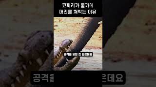 코끼리가 물가에 머리를 쳐박는 이유