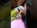 សេកខ្ញុំចេះនិយាយ parrot can speak