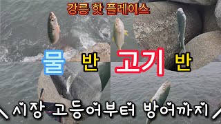 다양한 고기가 나오는 강릉 방파제 ( 시장 고등어부터 방어까지, 고기가 참 많은 곳)