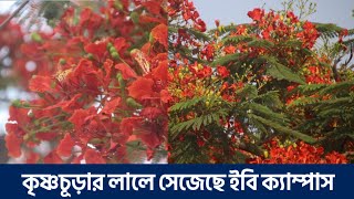 রক্তরাঙা কৃষ্ণচূড়ার আভায় সেজেছে ইবি ক্যাম্পাস