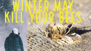 Feeding Bees In The Winter