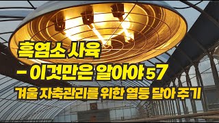 57 흑염소 사육,  이것만은 알아야 - 겨울철 자축을 살리기 위한 열등 달아주기