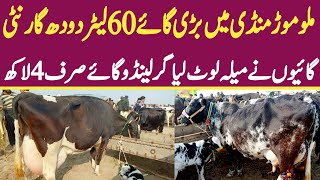 Girlando Cow For Sale | Malumor Mandi Jhang Update Today | Cows Rates Update 2024