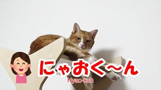 飼い主が名前を呼ぶとしっぽでお返事する猫が可愛い～A cute cat that responds with its tail when its owner calls its name～