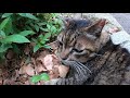 ゆるゆる猫じゃらし争奪戦？☆サビねこvs虎猫！afternoon in the forest.tortoiseshell cat and brown tabby cat played with me.