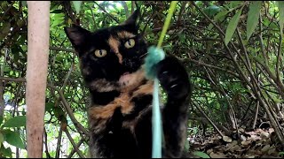 ゆるゆる猫じゃらし争奪戦？☆サビねこvs虎猫！Afternoon in the forest.Tortoiseshell cat and Brown tabby cat played with me.