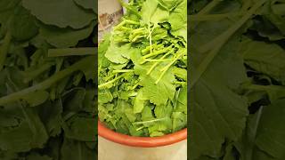 🥬Fresh green mustard 🥬 organic home ktichan #shortsvideos #gardengoals #viralvideo