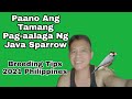 Paano  Ang Tamang Pag-aalaga Ng Java Sparrow Breeding Tips 2021 Philippines