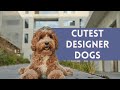 The 10 CUTEST Designer Dogs - Most Adorable Hybrid Breeds