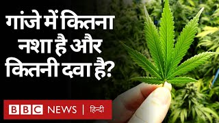 Ganja या Hemp या Hash कितना ख़तरनाक और कितना औषधीय है? (BBC Hindi)