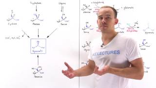 Metabolism of Amino Acids to Pyruvate