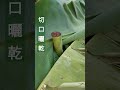 催熟前必須做的一件事 shots banana plants