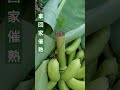 催熟前必須做的一件事 shots banana plants