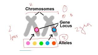 Principles of Inheritance and Variation Part 1