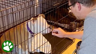 Blind Dog Keeps Being Returned To Shelter Until She's Reunited With Foster Dad