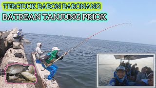 TERTANGKAP IKAN BARONANG BABON BESAR !! Mancing ikan Baronang pakai Joran Tegek sampai melengkung