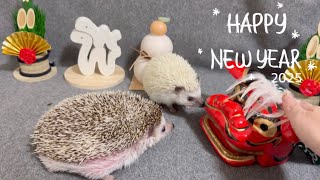 獅子舞で新年を祝うハリネズミたち Hedgehogs Celebrate the New Year with Lion Dance