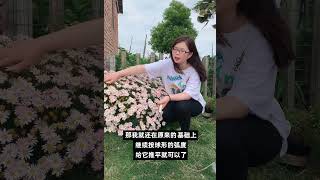 【屋檐园艺课堂】玛格丽特花后修剪