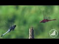 incredible flying dragonfly トンボのすごい飛翔