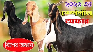 ✅২০২৫ এর বিশেষ অফার |✅ টপ কোয়ালিটি উন্নত জাতের হরিয়ানা বিটল তোতাপুরি পাঠি ও পাঠা ছাগলের দাম জানুন |