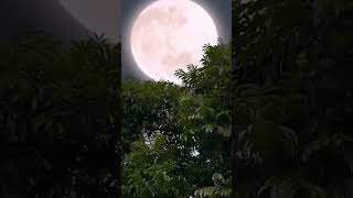 Beautiful Moon🌛💫||Good Night Status||Nature Whatsapp Status Video ||#moonlight #shorts