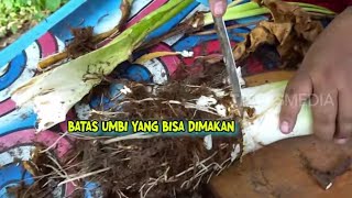 Mengolah Talas Jadi Talas Kukus dan Stik Talas | ENAH BIKIN ENAK (02/02/23)