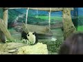 20160706圓仔跌倒 粉絲都笑了 the giant panda yuan zai