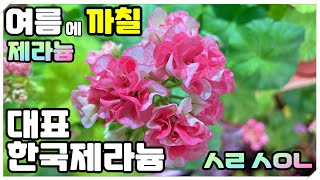 (제라늄#158)_🌷4K_한국대표 제라늄을 소개합니다. 보카시 핑크는 참을 수 없죠. (까칠한 내 샤이니, 시리샤이니) 🌱반려식물,한국제라늄,유럽제라늄