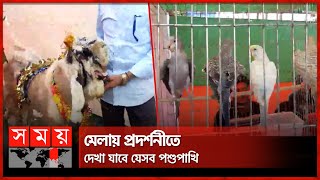 নওগাঁয় চলছে বিভিন্ন পশুপাখির মেলা | Livestock Expo | Naogaon | Somoy TV