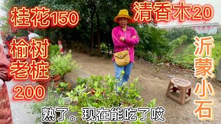 蒙山花卉市场赶大集，老桩桂花150元清香木20盆栽蓝莓80，超便宜