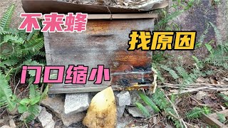 诱蜂箱长期不来蜂，就要去寻找原因，门口缩小蜜蜂入住快！