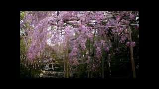 そうだ、京都行こう (春夏) Kyoto Tourism Clips ~Spring and Summer~