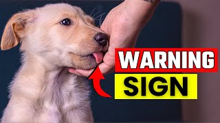 8 Hidden Signs your Dog Dislikes You (#6 Is a Shocking Surprise!)