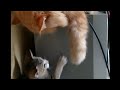 Lucunya 😍kucing oren ngajak bermain kucing kampung kecil | persian cat playing with little cat