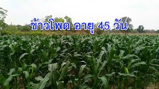 พาชมสวนข้าวโพด 🌽 อายุ 45 วันครับ  I วิถีเศรษฐกิจพอเพียง เกษตรธรรมชาติ