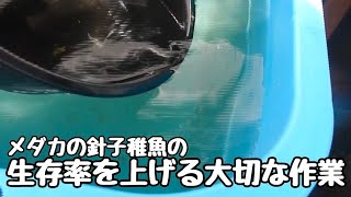 めだかの針子稚魚の生存率を上げる最後の作業【メダカ】