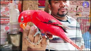 এতো কম দামে পাখি কোথাও পাবেন না | mirpur 1 pakhir hat | pakhir dordam | bird market