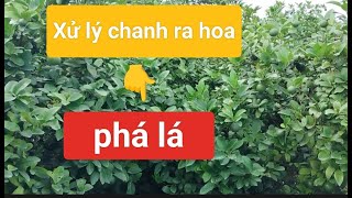 CÂY CHANH BÔNG TÍM/ Xử lý chanh ra hoa với phương pháp PHÁ LÁ