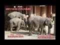 アジアゾウのうららちゃん（６８７）🐘砂掛けるゾウ🐘（東山動植物園）ulala of the asian elephant part 687