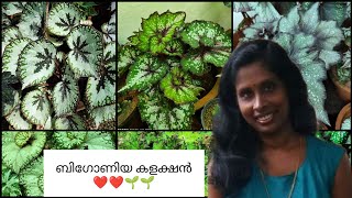 ബിഗോണിയ കളക്ഷൻ ❤️❤️🌱🌱