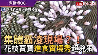 幫螯蝦QQ！集體霸凌現場 花枝寶寶「進食實境秀」超兇狠