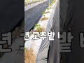 고추 심는시기 및고추밭 멀칭비닐 제작소스 참조 shorts 고추심는시기