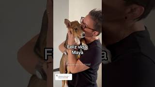 con mucha felicidad les comparto que Maya ya tiene familia 🥹❤️ ADOPTAR SALVA VIDAS ❤️