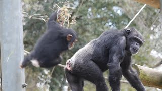 愛し愛されベリーとプラム（Berry and plum in love）　多摩動物公園　チンパンジー　202204