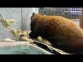 【円山動物園のレッサーパンダ】涼しい屋内でぽーっとするエイタ　july 20 2022　red panda eita at maruyama zoo