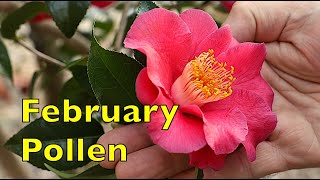 February Honey Bee Pollen